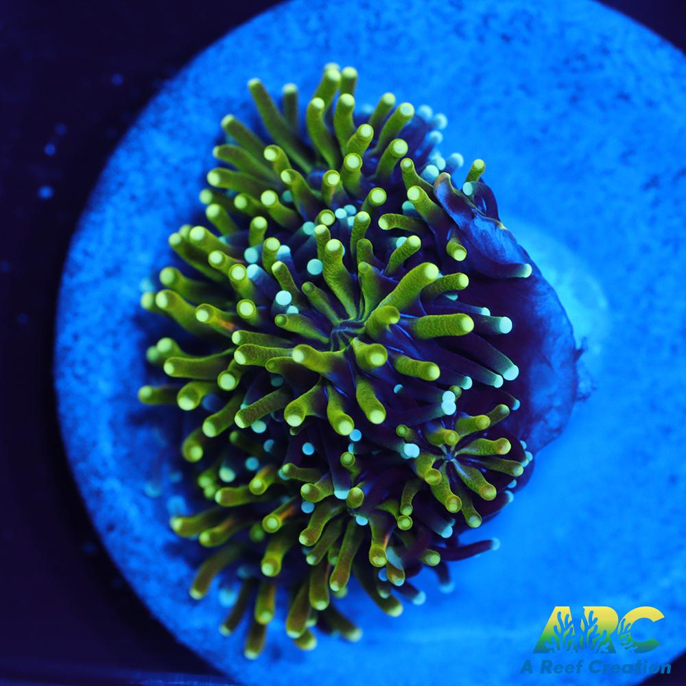 ARC Lemon Lime Galaxia