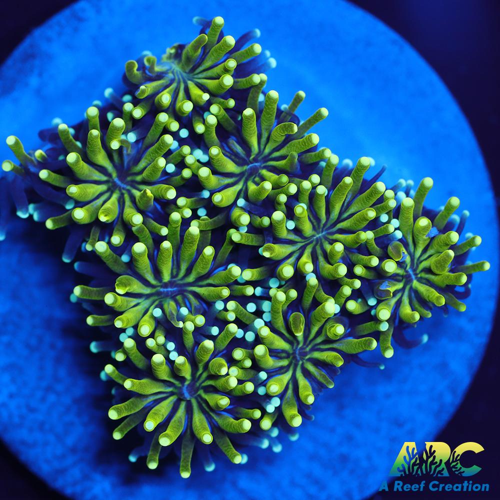 ARC Lemon Lime Galaxia