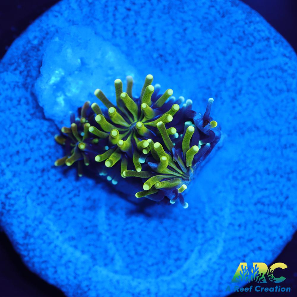 ARC Lemon Lime Galaxia