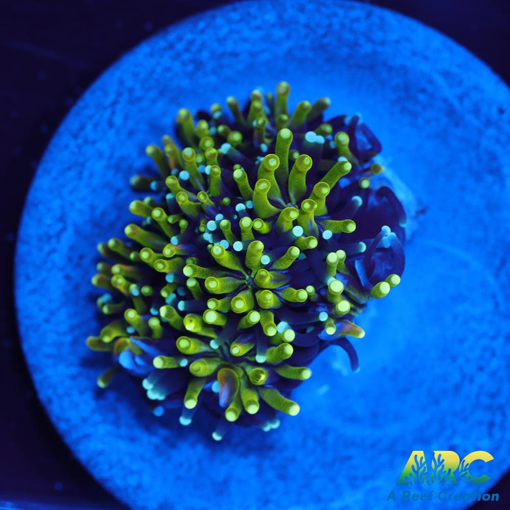 ARC Lemon Lime Galaxia