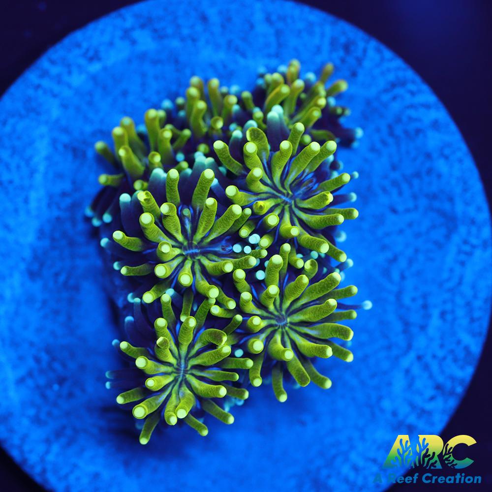 ARC Lemon Lime Galaxia