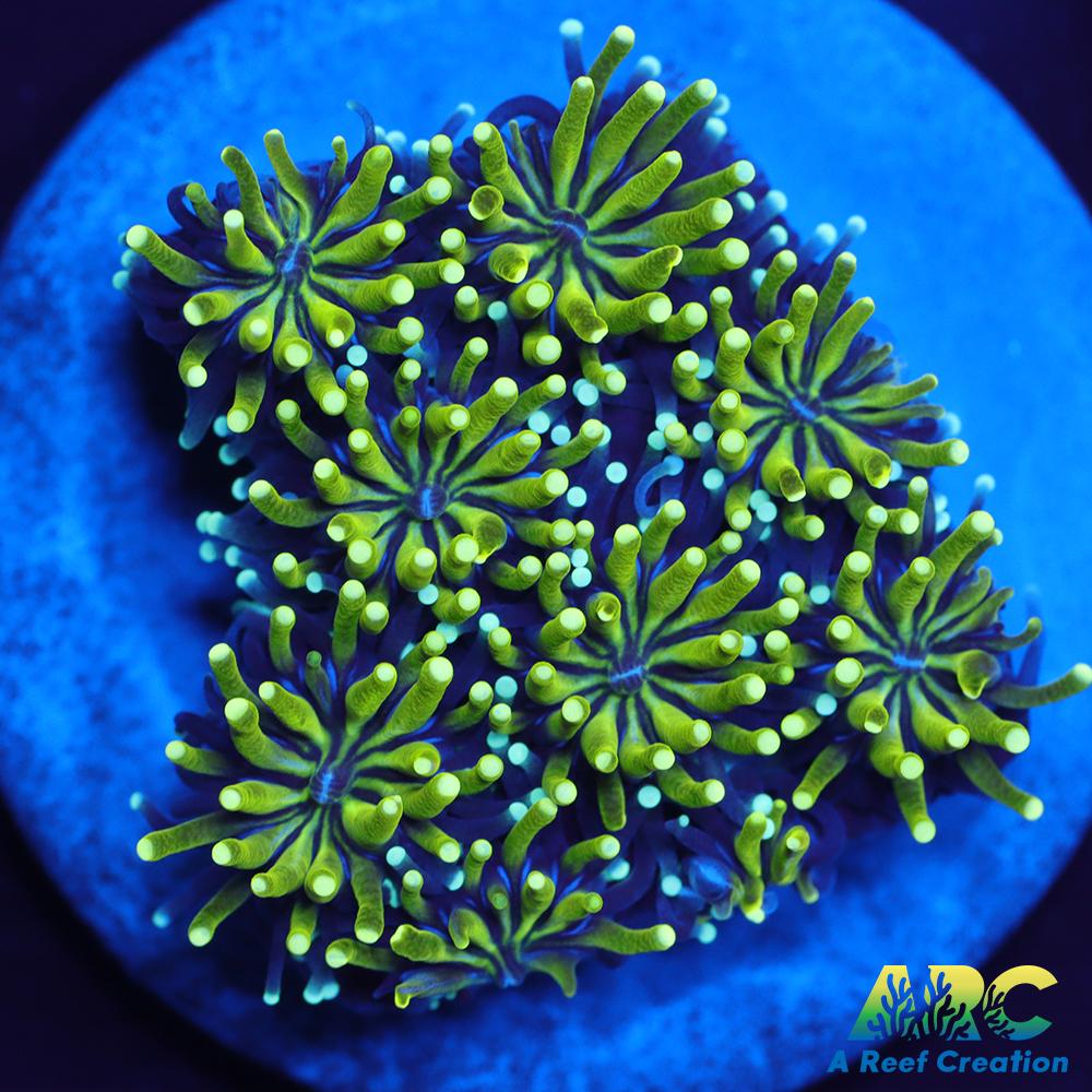 ARC Lemon Lime Galaxia