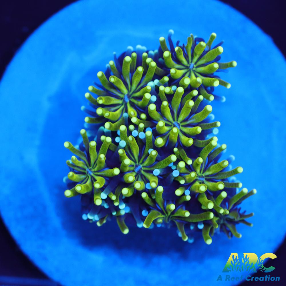 ARC Lemon Lime Galaxia