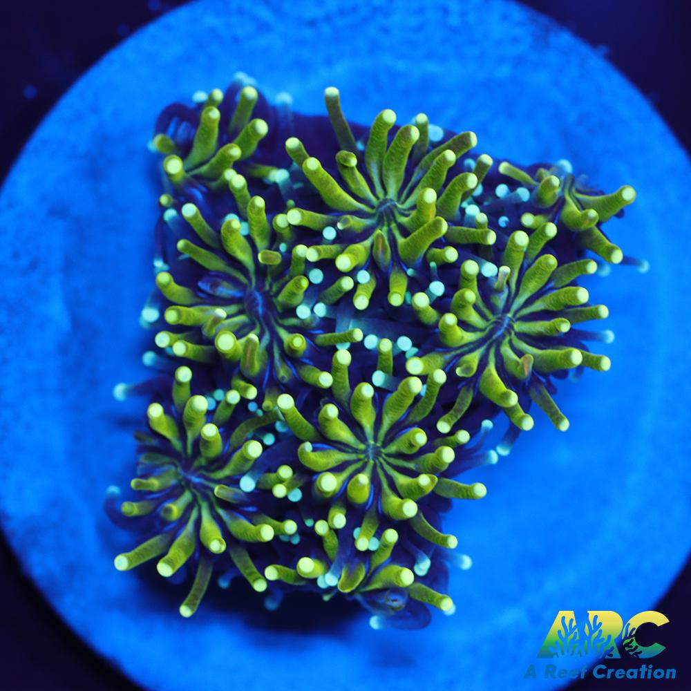 ARC Lemon Lime Galaxia