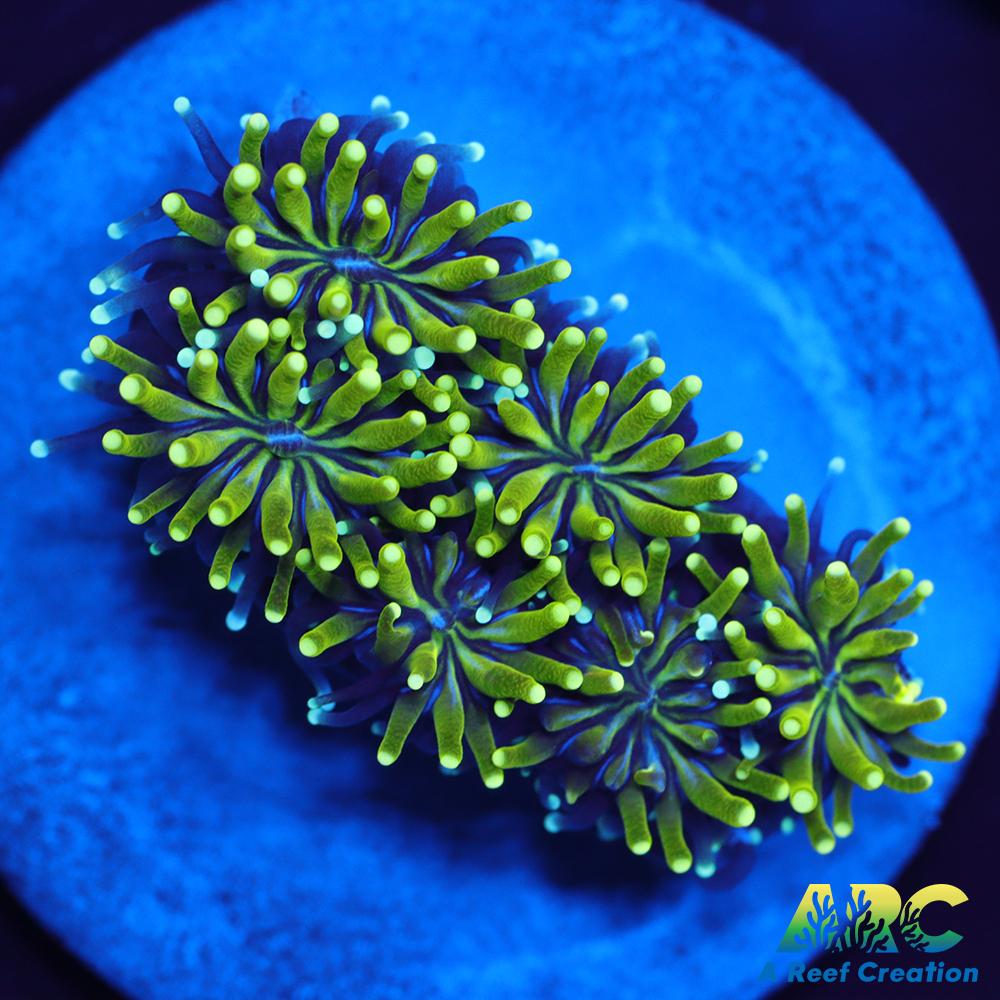 ARC Lemon Lime Galaxia