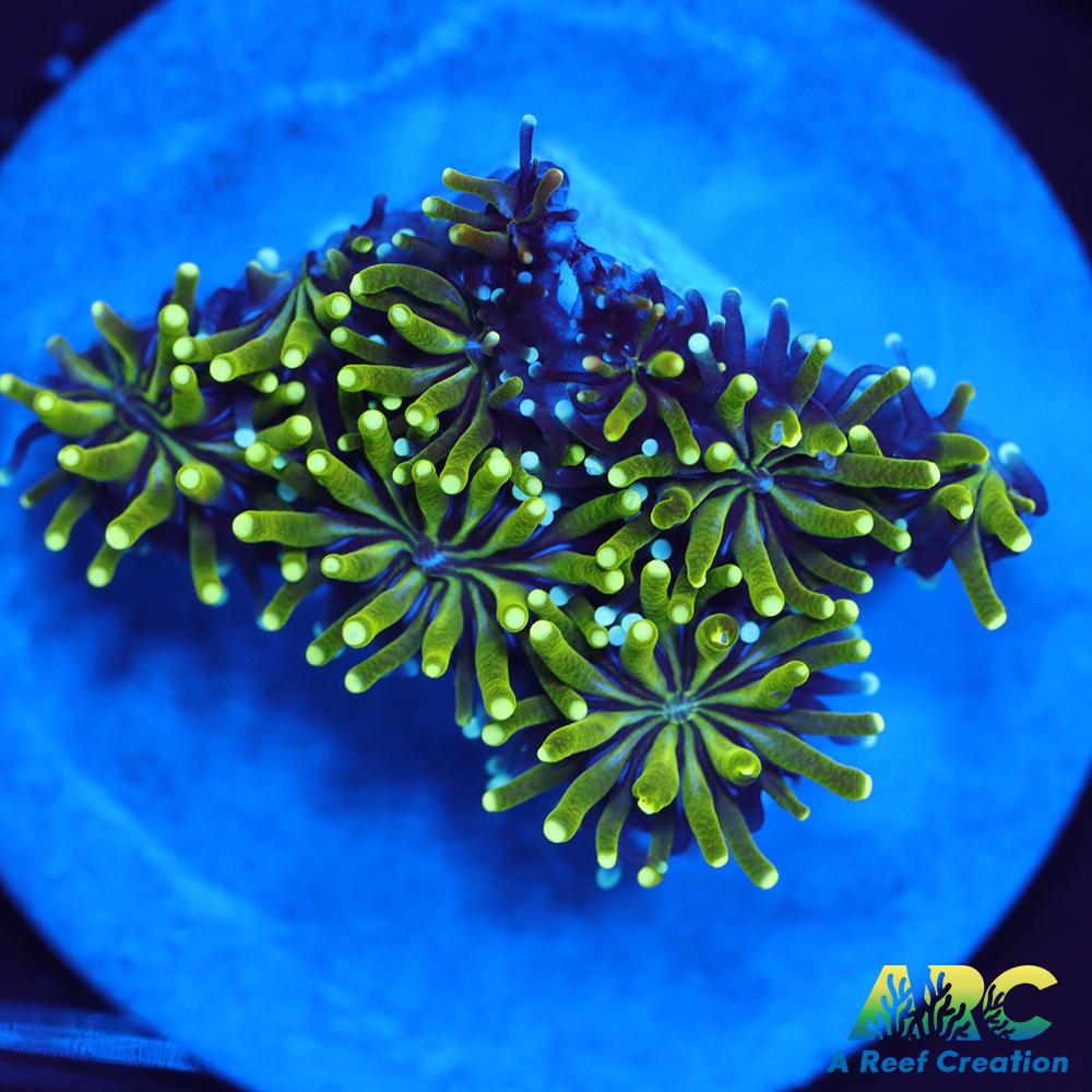 ARC Lemon Lime Galaxia