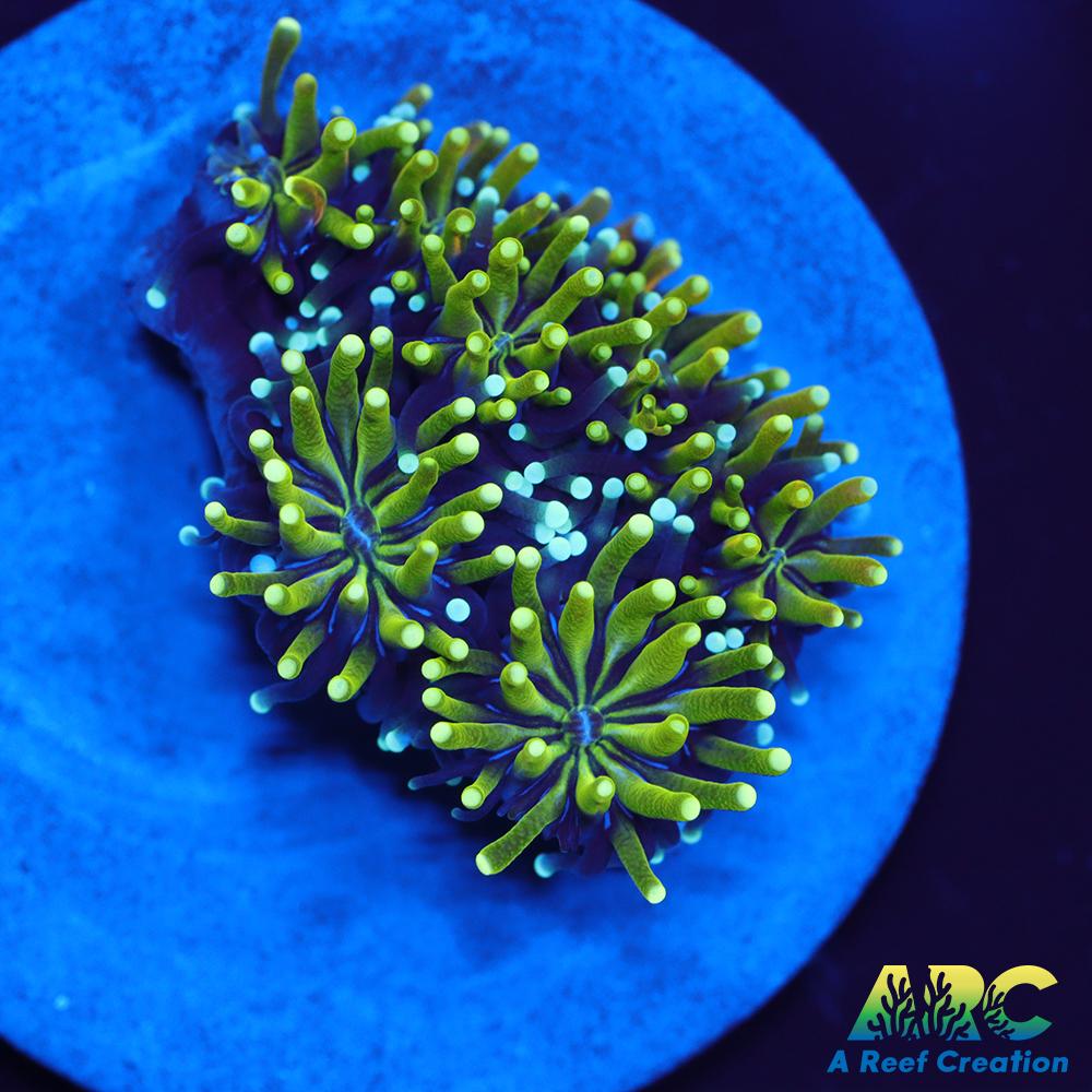 ARC Lemon Lime Galaxia