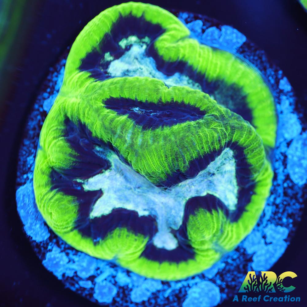 ARC Neon Platygyra