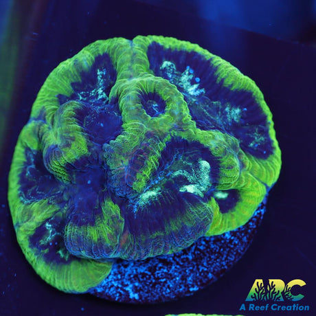 Green Platygyra