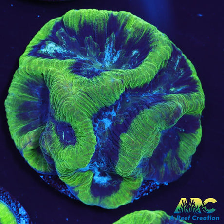 Green Platygyra