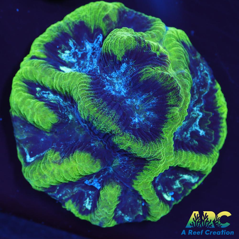 Green Platygyra