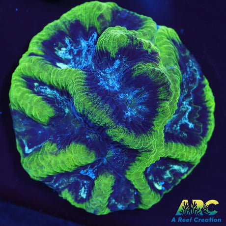 Green Platygyra