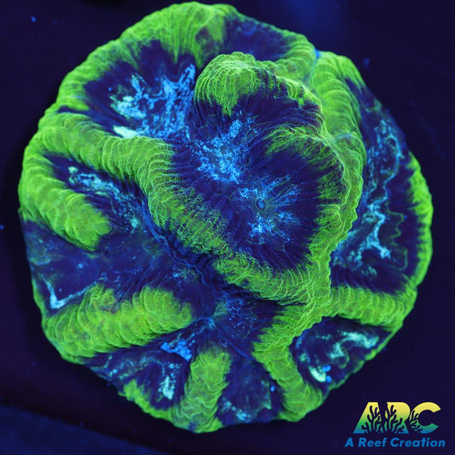 Green Platygyra