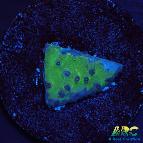 Green Turbinaria