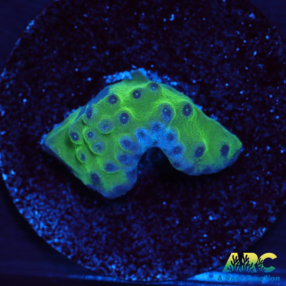 Green Turbinaria
