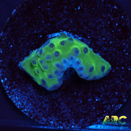 Green Turbinaria
