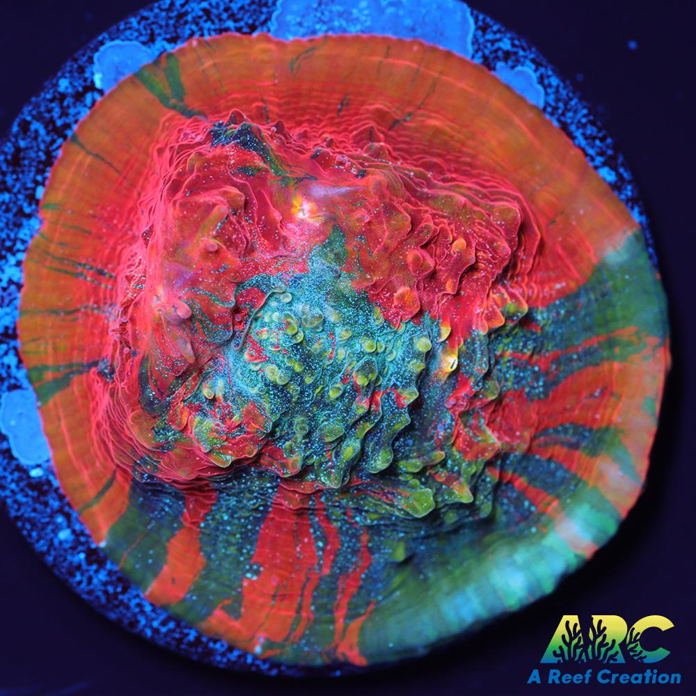 OG Trops Overdose Chalice