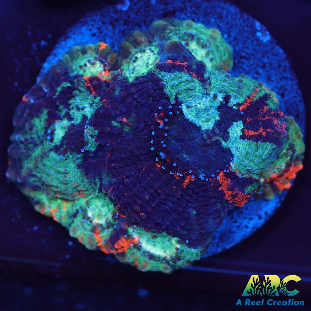 ARC Bottom Dweller Echinata