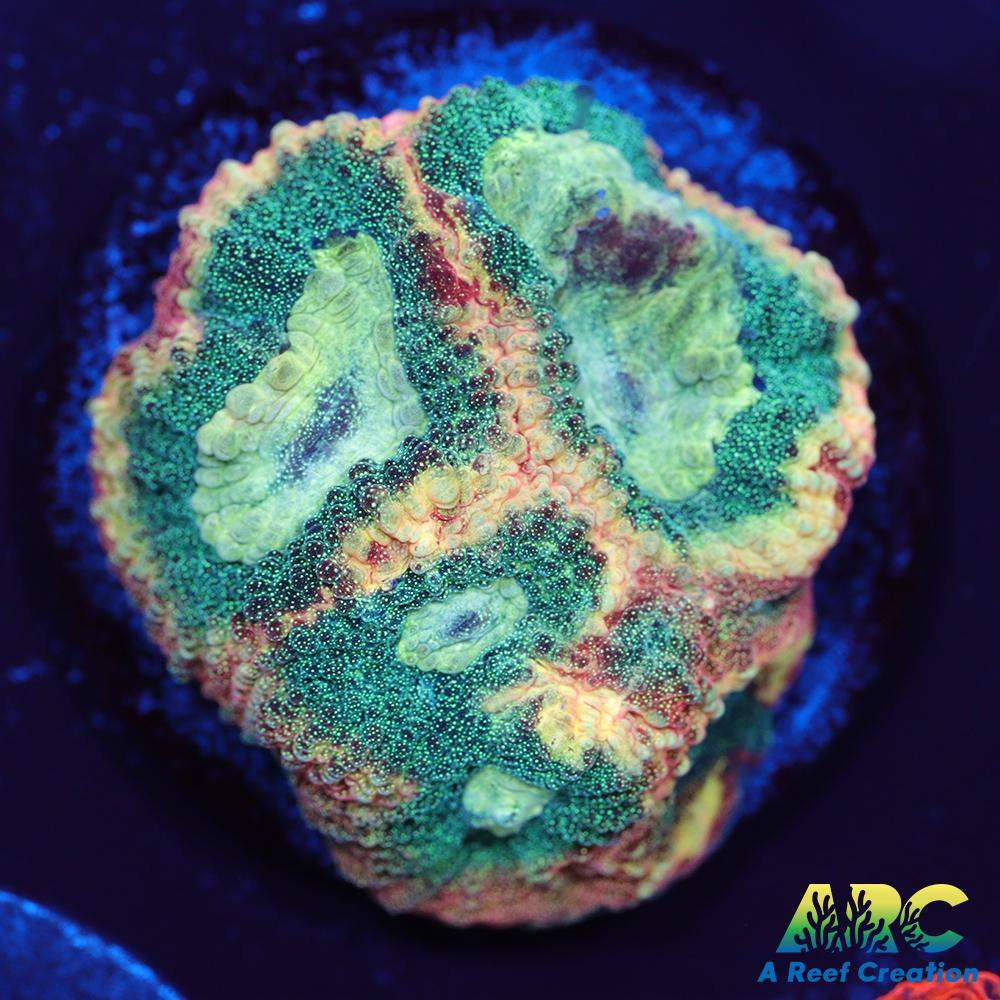 ARC Brent's Reverse Prism Favia