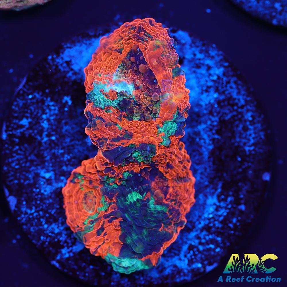 ARC Amazing Orange Echinata