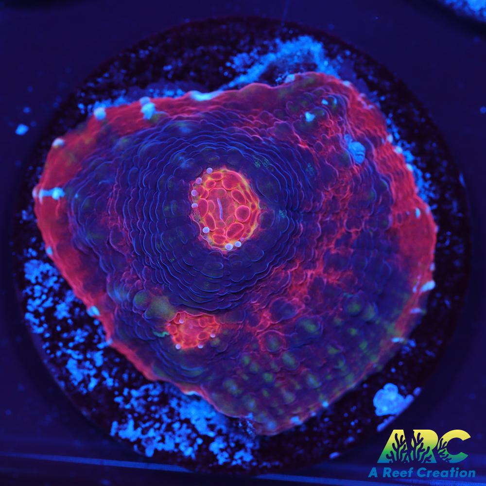 ARC Raging Rivers Chalice