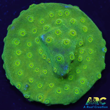 Green Cyphastrea