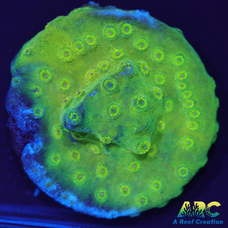 Green Cyphastrea