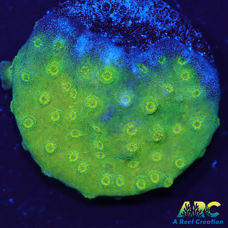 Green Cyphastrea
