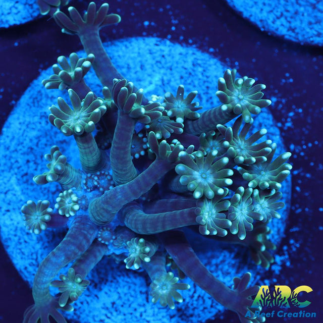 Green Alveopora