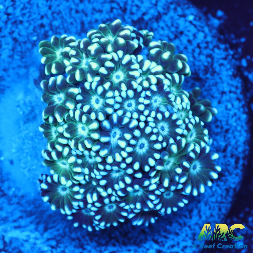 Green Alveopora