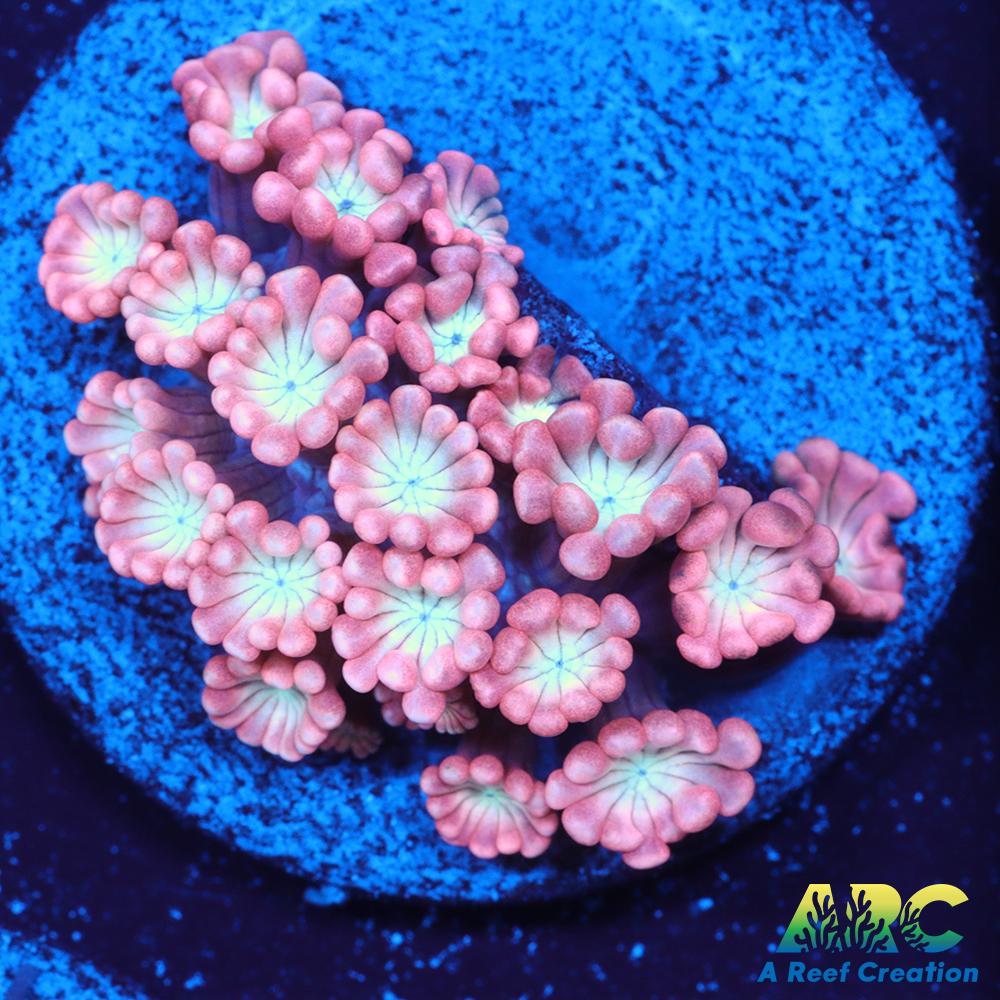 ARC Cotton Candy Alveopora