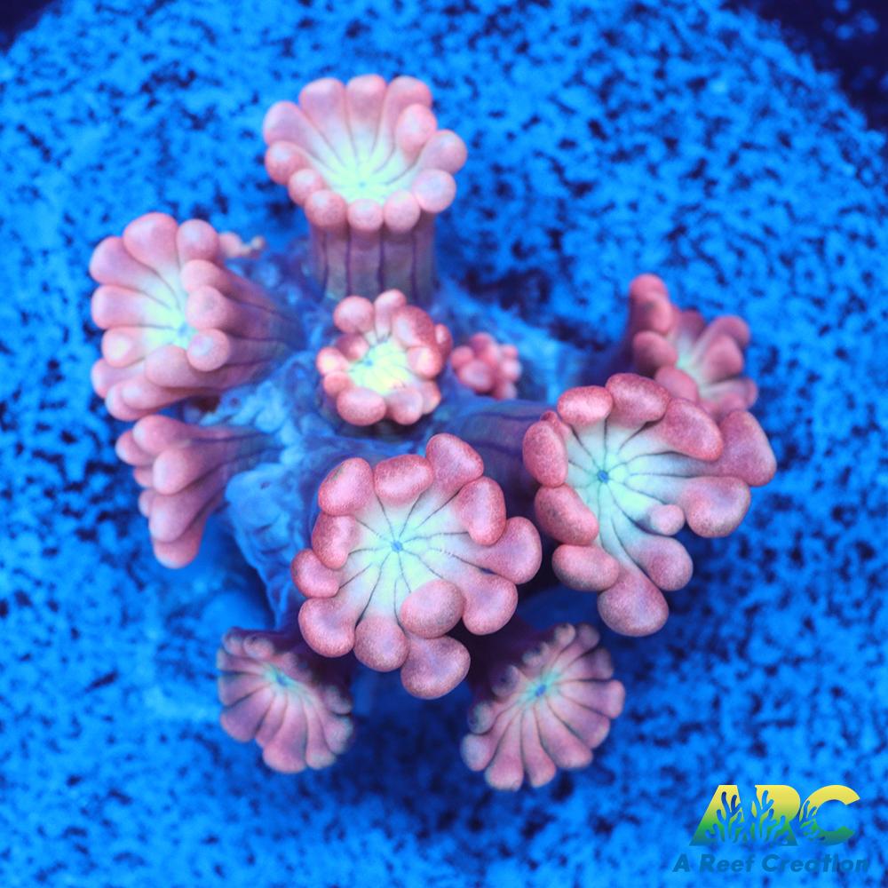 ARC Cotton Candy Alveopora