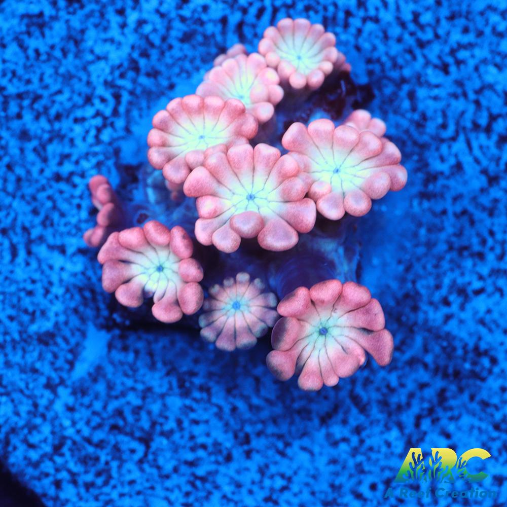 ARC Cotton Candy Alveopora