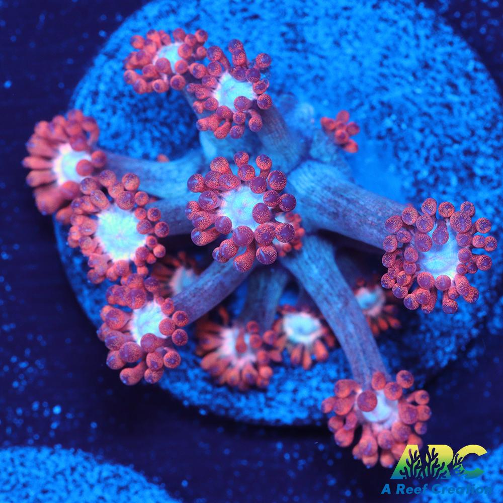 ARC Cotton Candy Goni