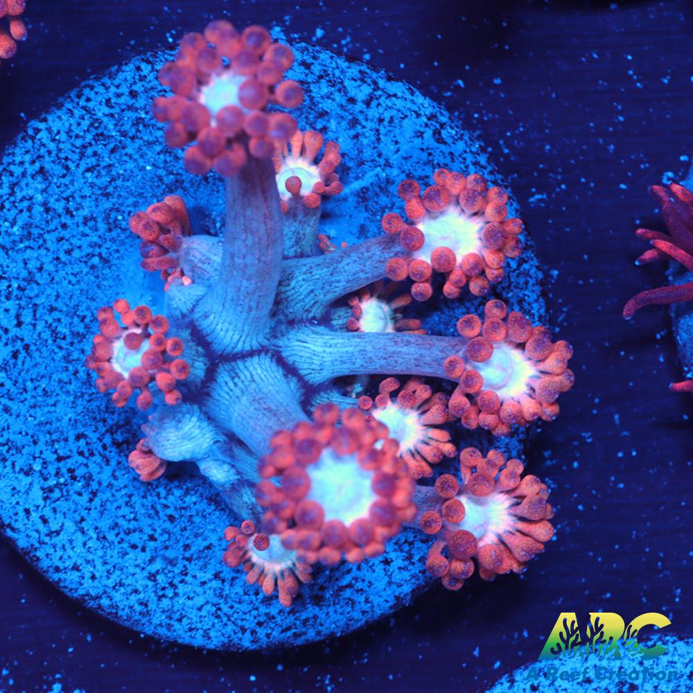 ARC Cotton Candy Goni