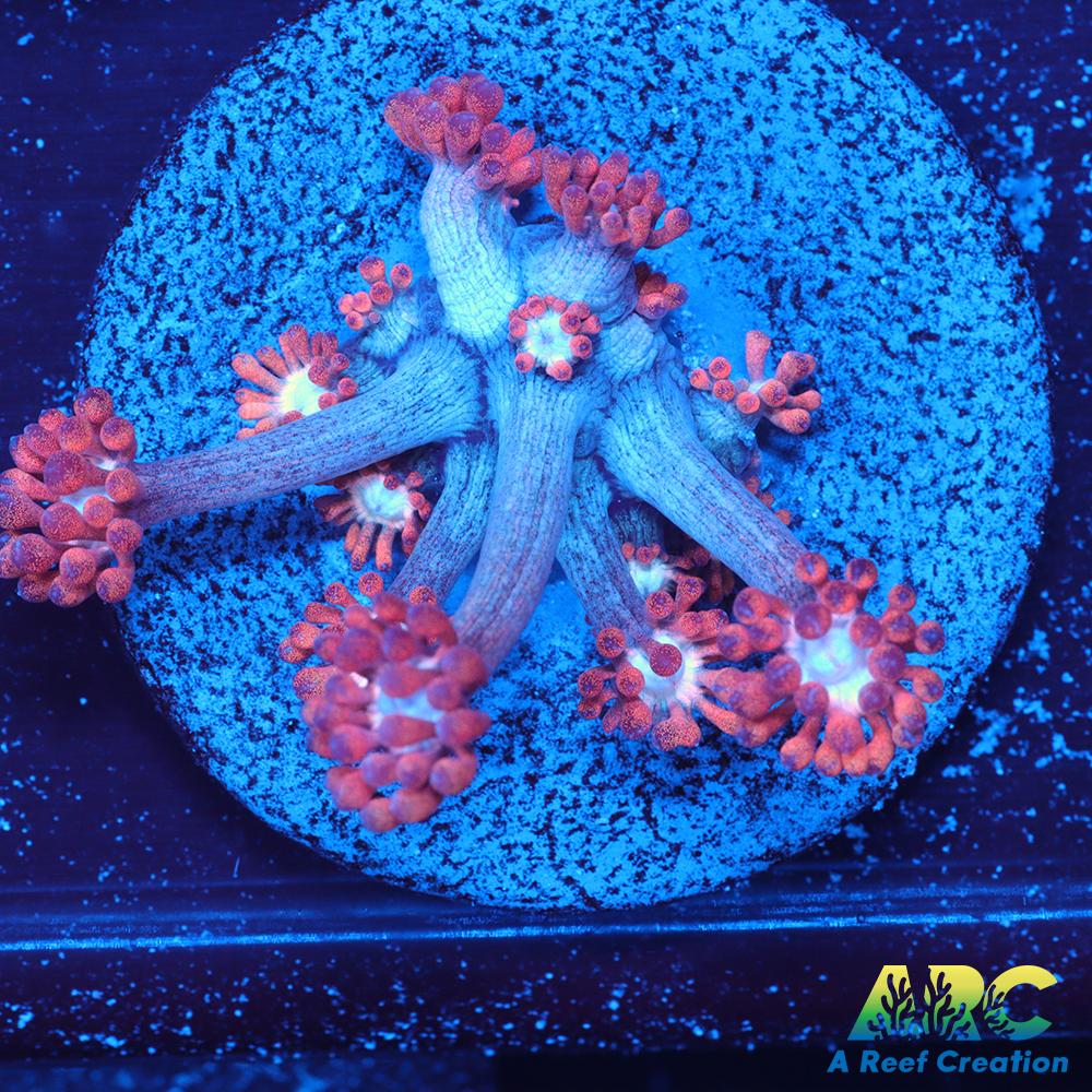 ARC Cotton Candy Goni