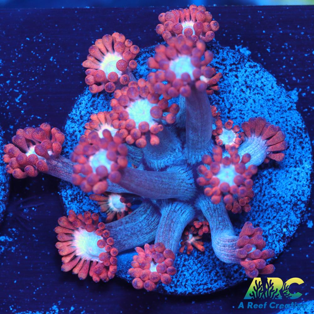 ARC Cotton Candy Goni