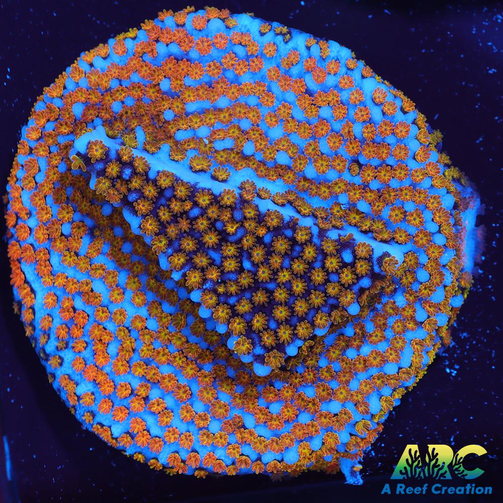 ARC Random Rainbow Monti