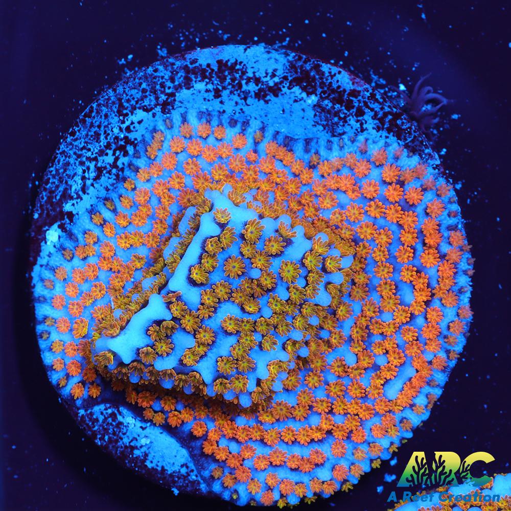 ARC Random Rainbow Monti