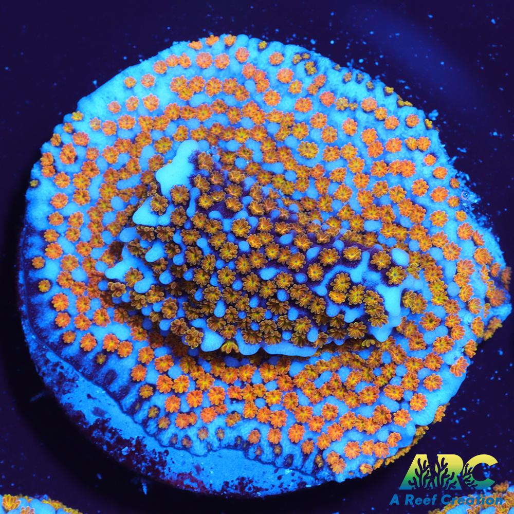 ARC Random Rainbow Monti