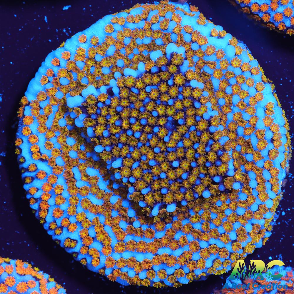 ARC Random Rainbow Monti