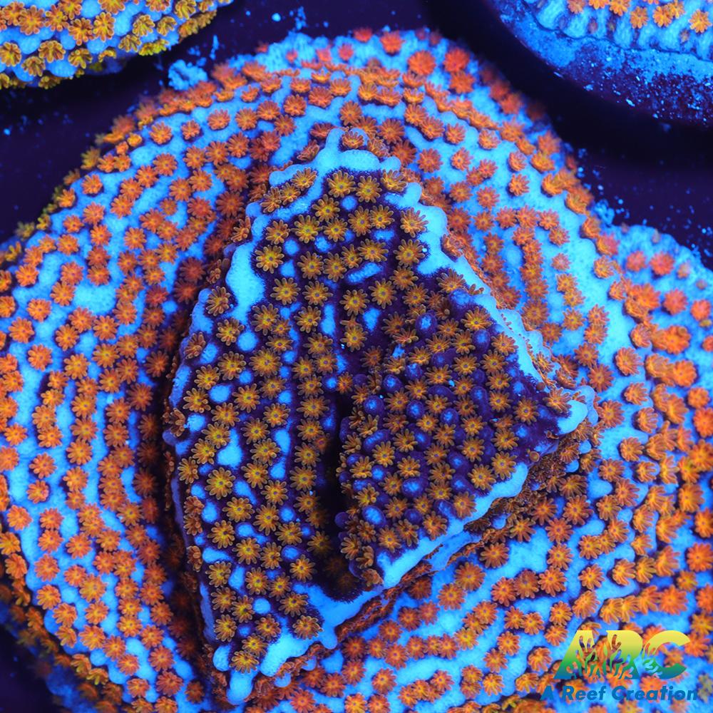 ARC Random Rainbow Monti