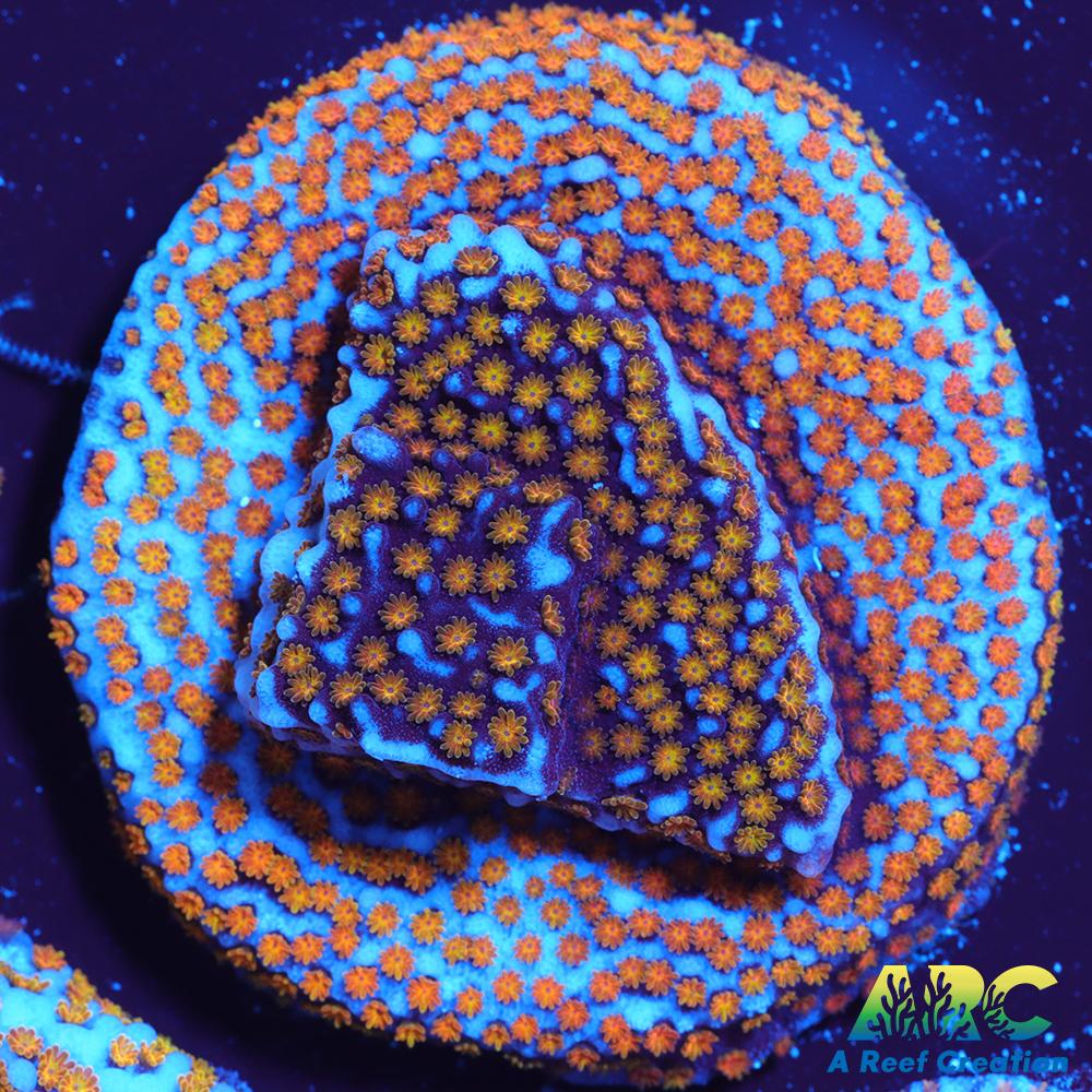 ARC Random Rainbow Monti