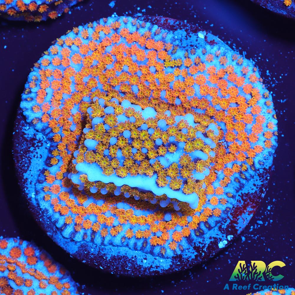 ARC Random Rainbow Monti