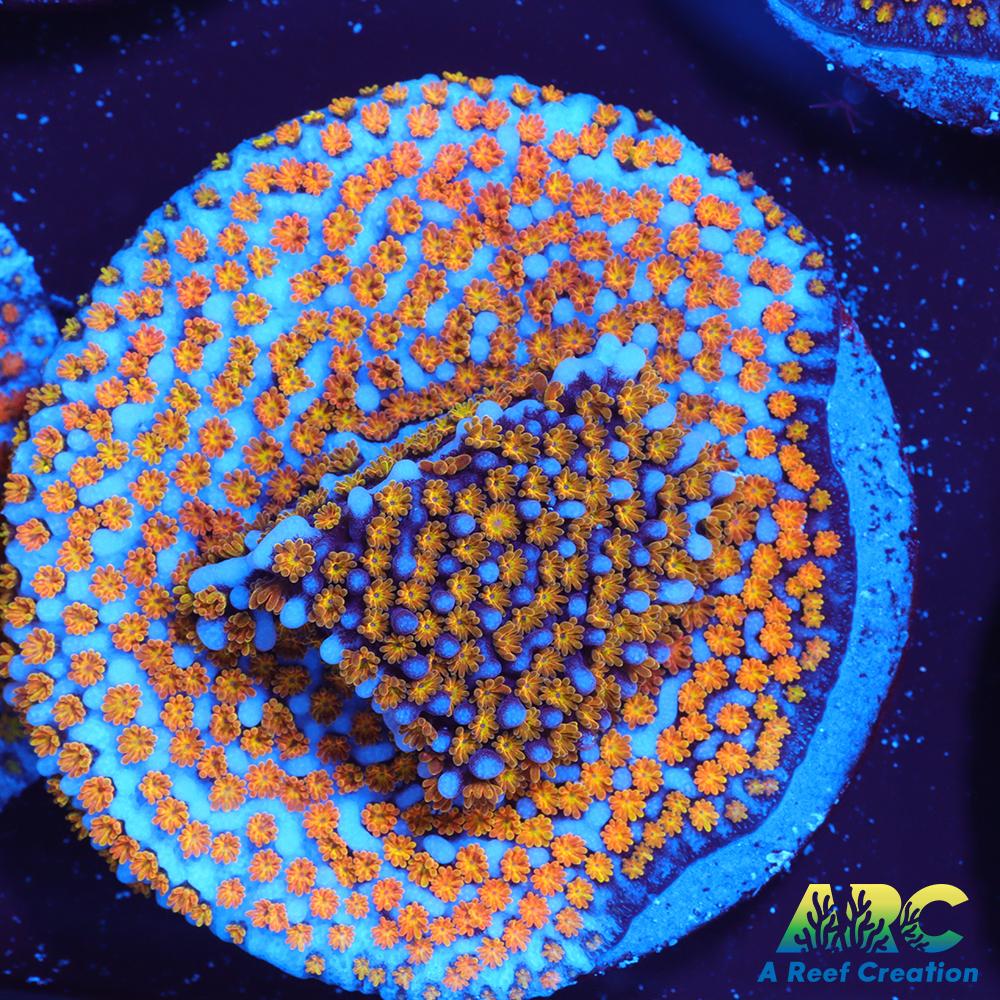 ARC Random Rainbow Monti