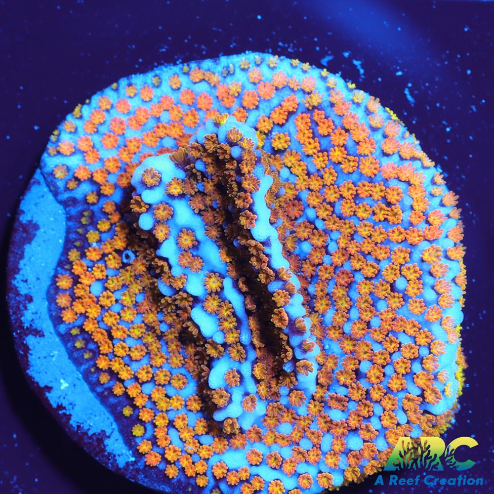 ARC Random Rainbow Monti