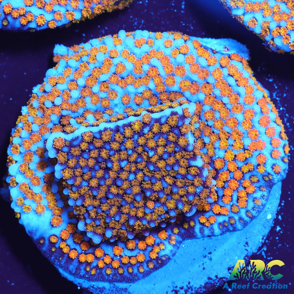 ARC Random Rainbow Monti