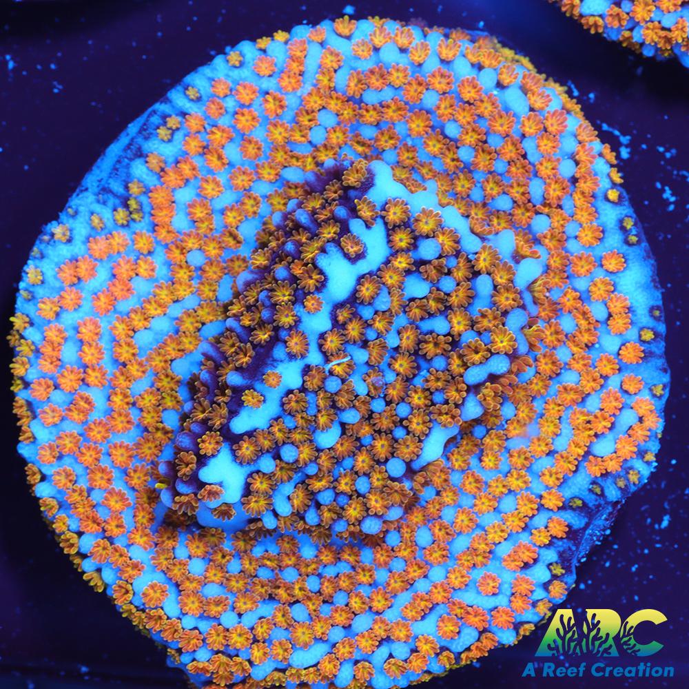 ARC Random Rainbow Monti