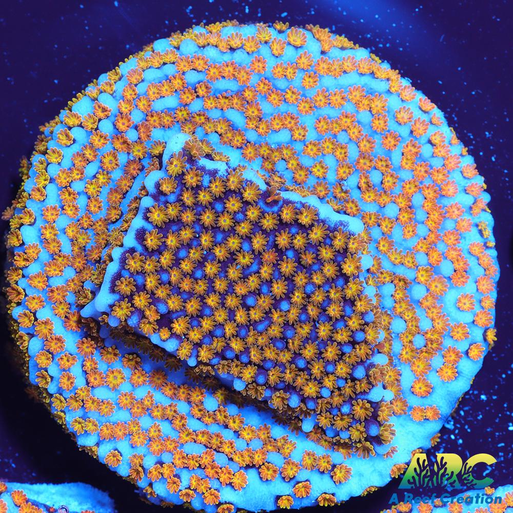 ARC Random Rainbow Monti