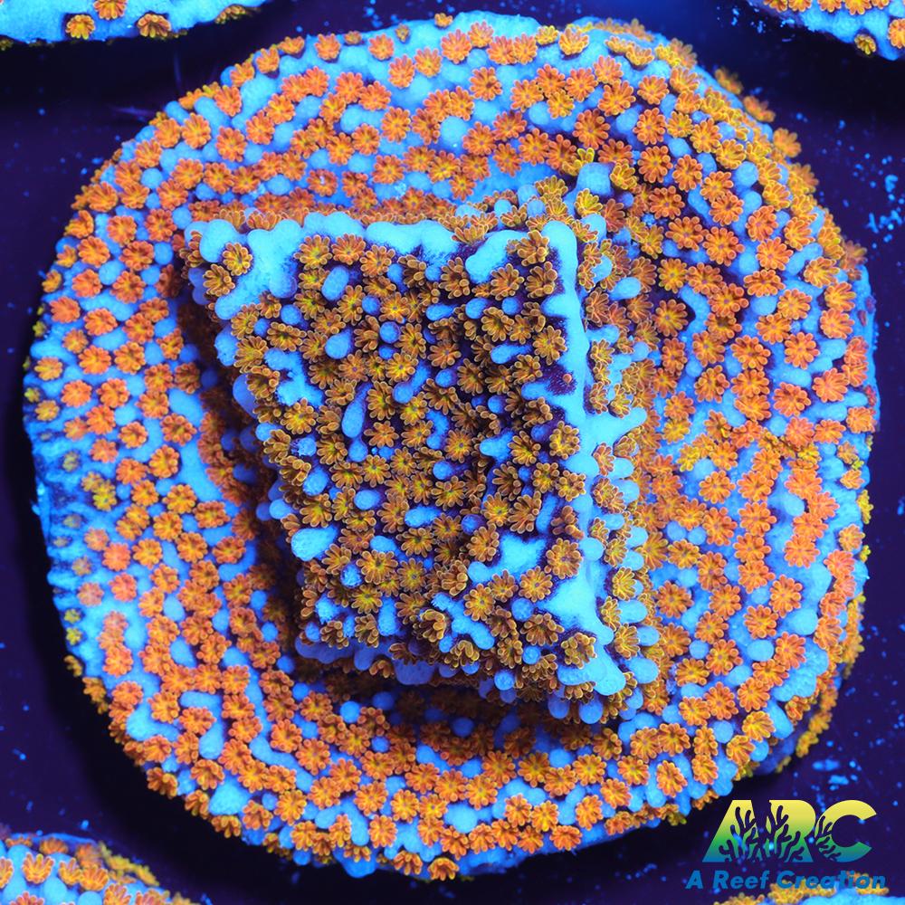 ARC Random Rainbow Monti